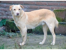 RUDI, Hund, Mischlingshund in Lotte - Bild 8
