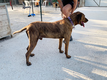 JAGUAR, Hund, Mischlingshund in Italien - Bild 15