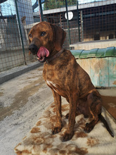 JAGUAR, Hund, Mischlingshund in Italien - Bild 16
