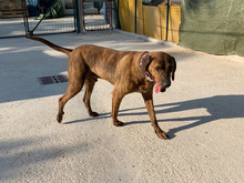 JAGUAR, Hund, Mischlingshund in Italien - Bild 2