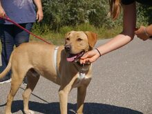 LEWIS, Hund, Rhodesian Ridgeback-Labrador-Mix in Ungarn - Bild 10