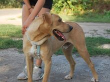 LEWIS, Hund, Rhodesian Ridgeback-Labrador-Mix in Ungarn - Bild 4