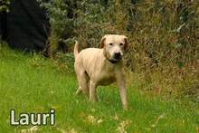 LAURI, Hund, Mischlingshund in Bleckede - Bild 3