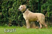 LAURI, Hund, Mischlingshund in Bleckede - Bild 5