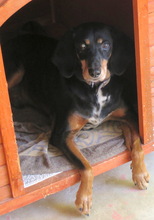 ALFIE6, Hund, Jagdhund-Mix in Zypern - Bild 4