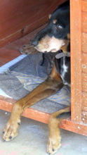 ALFIE6, Hund, Jagdhund-Mix in Zypern - Bild 5
