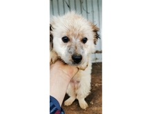 KARL, Hund, Mischlingshund in Rumänien - Bild 1