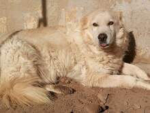 FONZIE, Hund, Mischlingshund in Italien - Bild 1