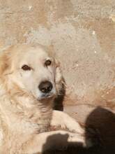 FONZIE, Hund, Mischlingshund in Italien - Bild 10