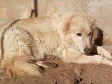 FONZIE, Hund, Mischlingshund in Italien - Bild 2