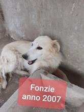 FONZIE, Hund, Mischlingshund in Italien - Bild 3