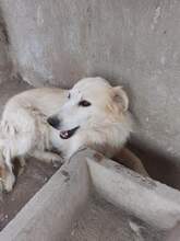 FONZIE, Hund, Mischlingshund in Italien - Bild 5