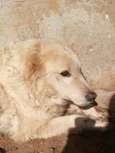 FONZIE, Hund, Mischlingshund in Italien - Bild 8