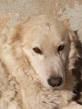 FONZIE, Hund, Mischlingshund in Italien - Bild 9