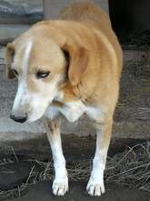 STASH, Hund, Mischlingshund in Italien - Bild 2