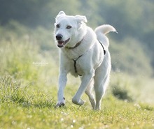 SNOWY, Hund, Mischlingshund in Willich - Bild 10
