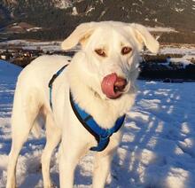 SNOWY, Hund, Mischlingshund in Willich - Bild 13