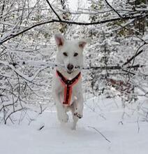 SNOWY, Hund, Mischlingshund in Willich - Bild 14