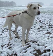 SNOWY, Hund, Mischlingshund in Willich - Bild 2