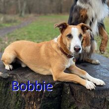 BOBBIE, Hund, Mischlingshund in Berlin - Bild 1