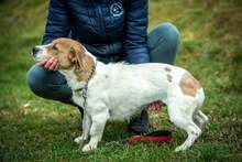 SILKA, Hund, Mischlingshund in Ungarn - Bild 3