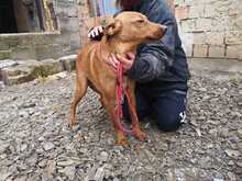 PETI, Hund, Mischlingshund in Ungarn - Bild 3