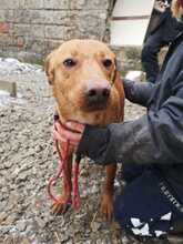 PETI, Hund, Mischlingshund in Ungarn - Bild 4