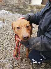 PETI, Hund, Mischlingshund in Ungarn - Bild 5