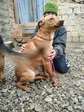 PETI, Hund, Mischlingshund in Ungarn - Bild 8