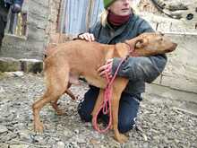 PETI, Hund, Mischlingshund in Ungarn - Bild 9