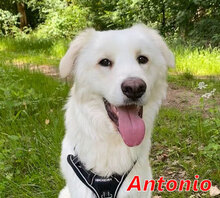 ANTONIO, Hund, Mischlingshund in Halle - Bild 1