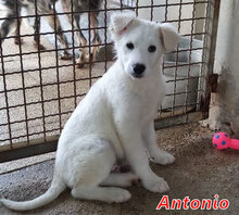 ANTONIO, Hund, Mischlingshund in Gutow - Bild 7