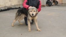 HABARCS, Hund, Mischlingshund in Ungarn - Bild 1