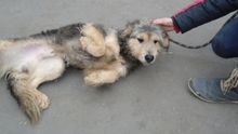 HABARCS, Hund, Mischlingshund in Ungarn - Bild 2