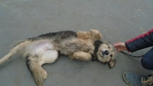 HABARCS, Hund, Mischlingshund in Ungarn - Bild 3