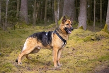 LHOTSE, Hund, Deutscher Schäferhund in Schöllnach - Bild 3