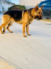 LHOTSE, Hund, Deutscher Schäferhund in Schöllnach - Bild 8