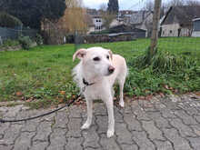 DALIDA, Hund, Mischlingshund in Nettetal - Bild 5