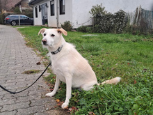 DALIDA, Katze, Mischlingshund in Nettetal - Bild 1