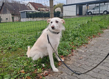 DALIDA, Katze, Mischlingshund in Nettetal - Bild 2