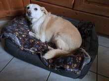 DALIDA, Katze, Mischlingshund in Nettetal - Bild 3