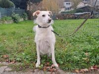 DALIDA, Katze, Mischlingshund in Nettetal - Bild 4