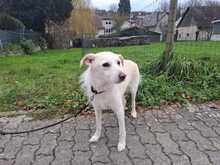 DALIDA, Katze, Mischlingshund in Nettetal - Bild 5