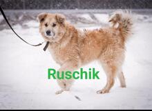 RUSCHIK, Hund, Mischlingshund in Russische Föderation - Bild 1