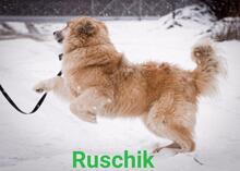 RUSCHIK, Hund, Mischlingshund in Russische Föderation - Bild 2