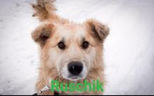 RUSCHIK, Hund, Mischlingshund in Russische Föderation - Bild 3