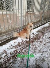 RUSCHIK, Hund, Mischlingshund in Russische Föderation - Bild 4