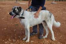 LEXUS, Hund, Mastin Español in Spanien - Bild 3