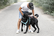MERLIN, Hund, Mischlingshund in Ungarn - Bild 2