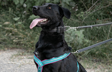 MERLIN, Hund, Mischlingshund in Ungarn - Bild 4